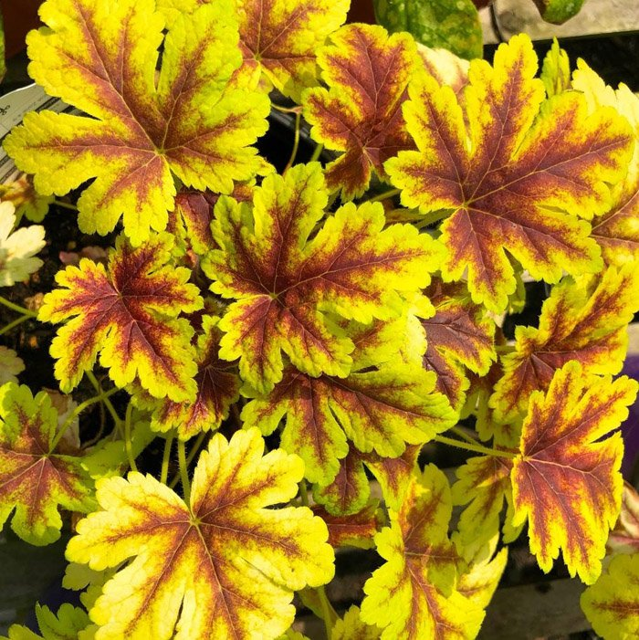 Превью изображения