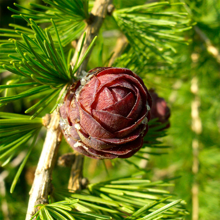 Превью изображения