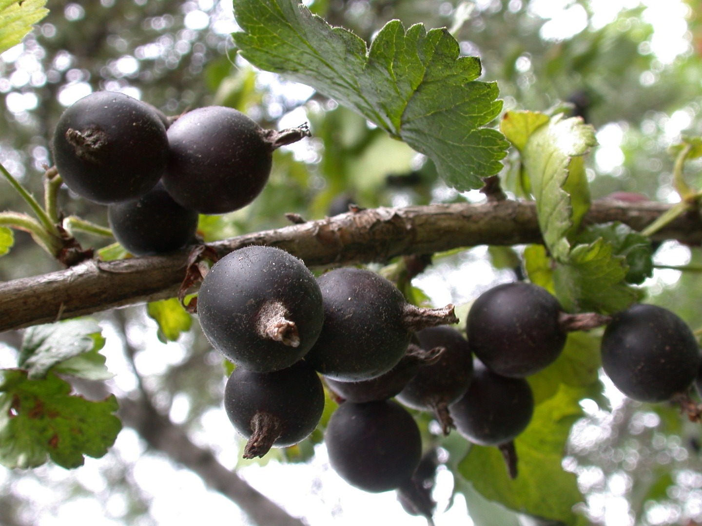 Превью изображения