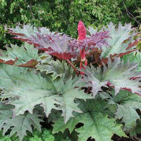 Превью изображения