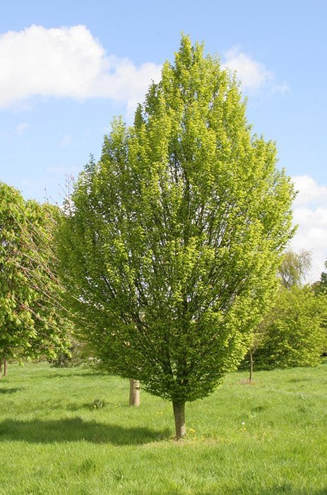 Превью изображения