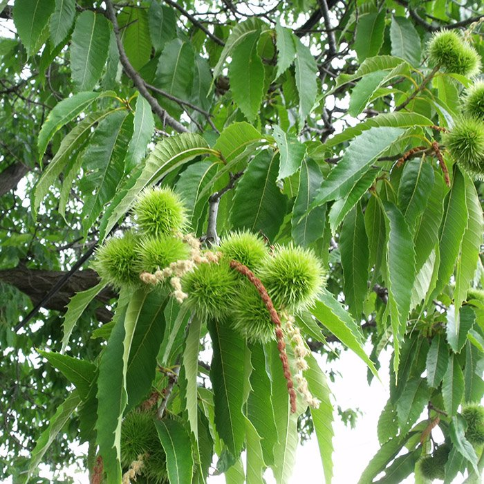 Превью изображения