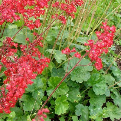 Превью изображения