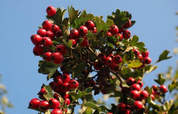 Превью изображения