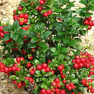 Превью изображения