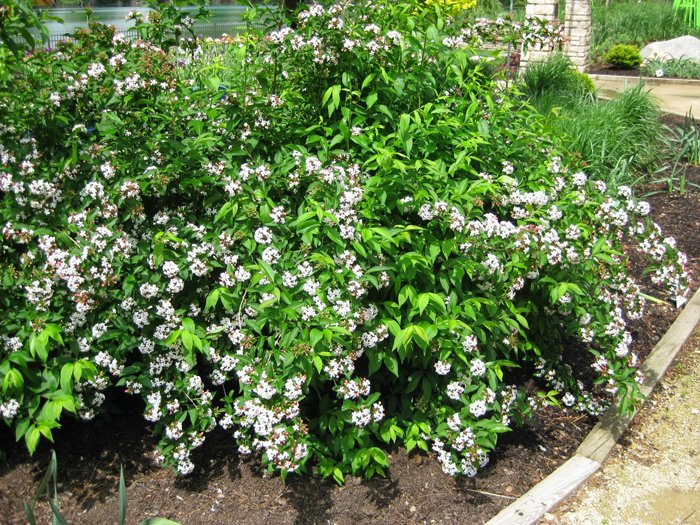 Превью изображения