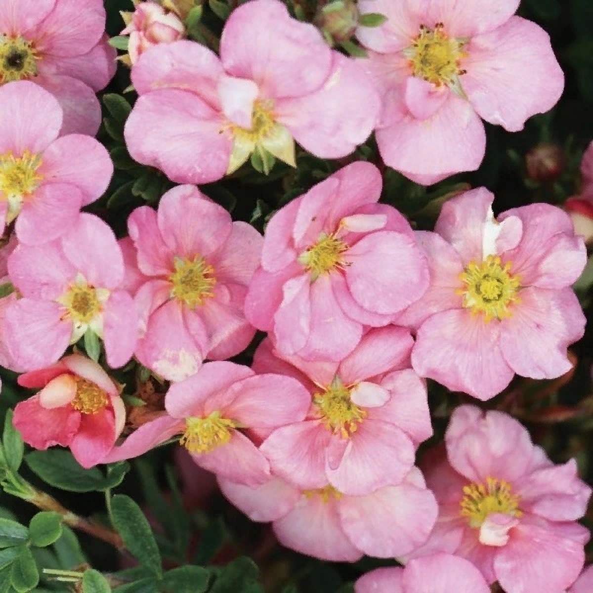 Превью изображения