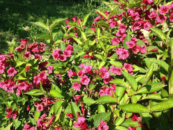 Превью изображения