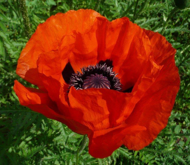 Превью изображения