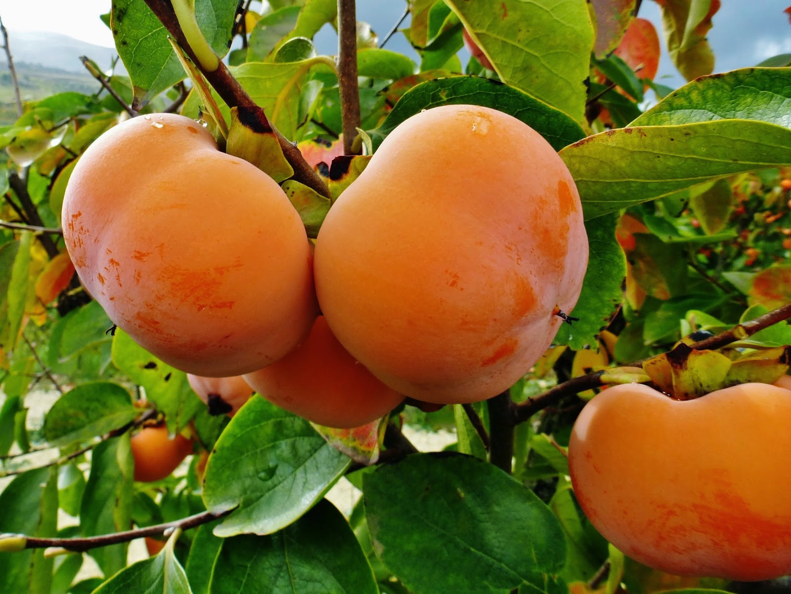 Превью изображения