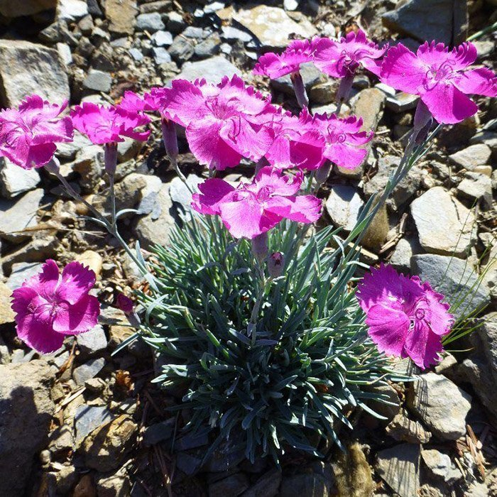 Превью изображения