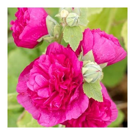 Превью изображения