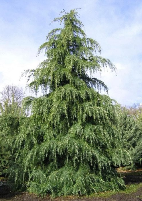 Превью изображения