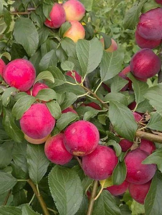 Превью изображения