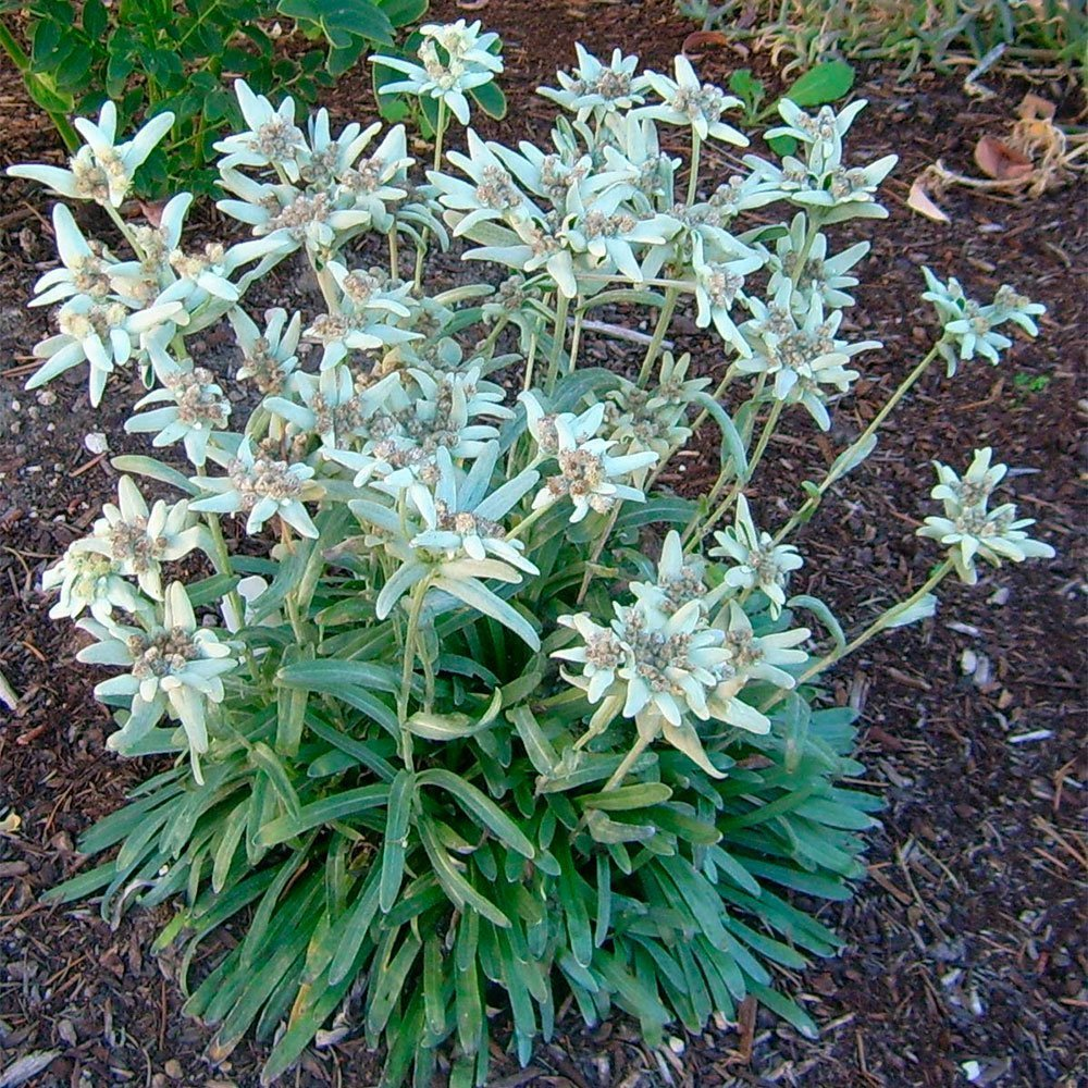 Превью изображения