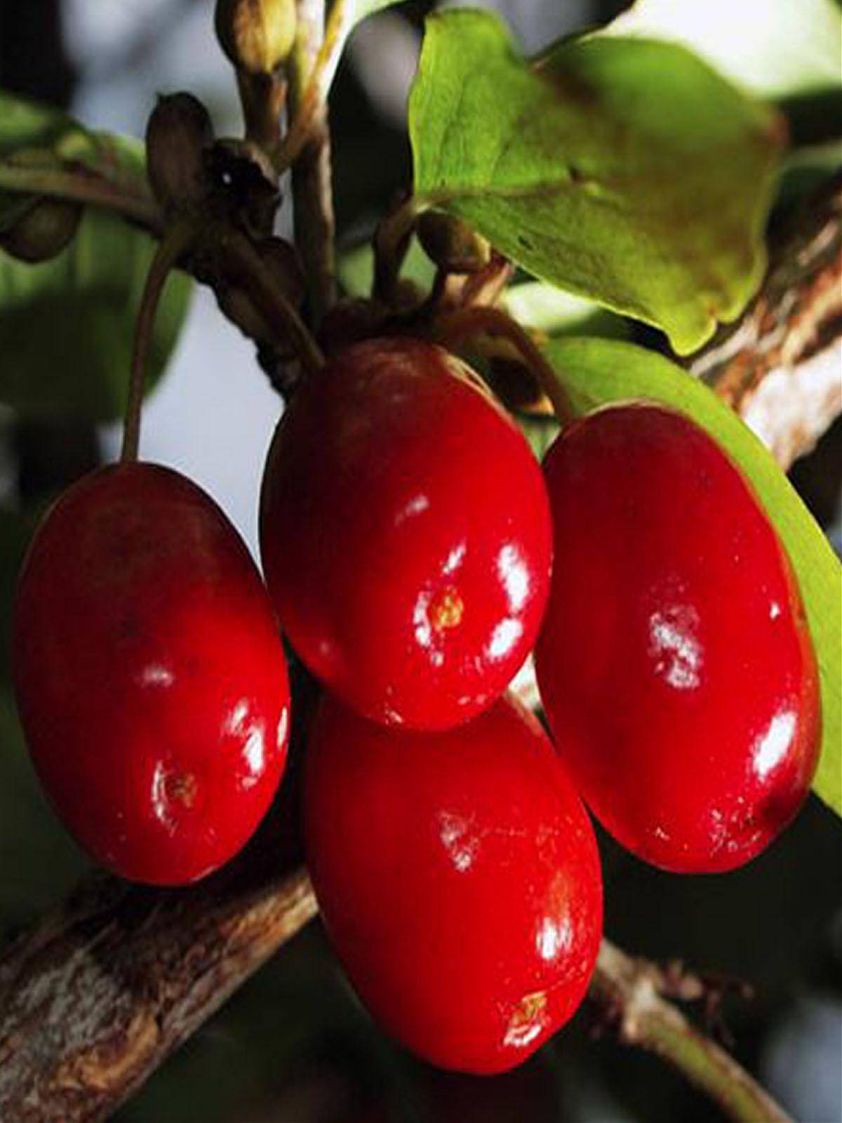 Превью изображения