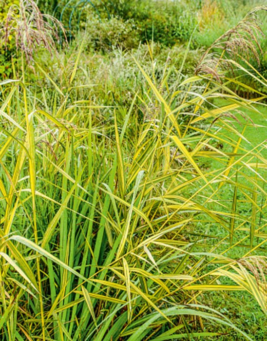 Превью изображения