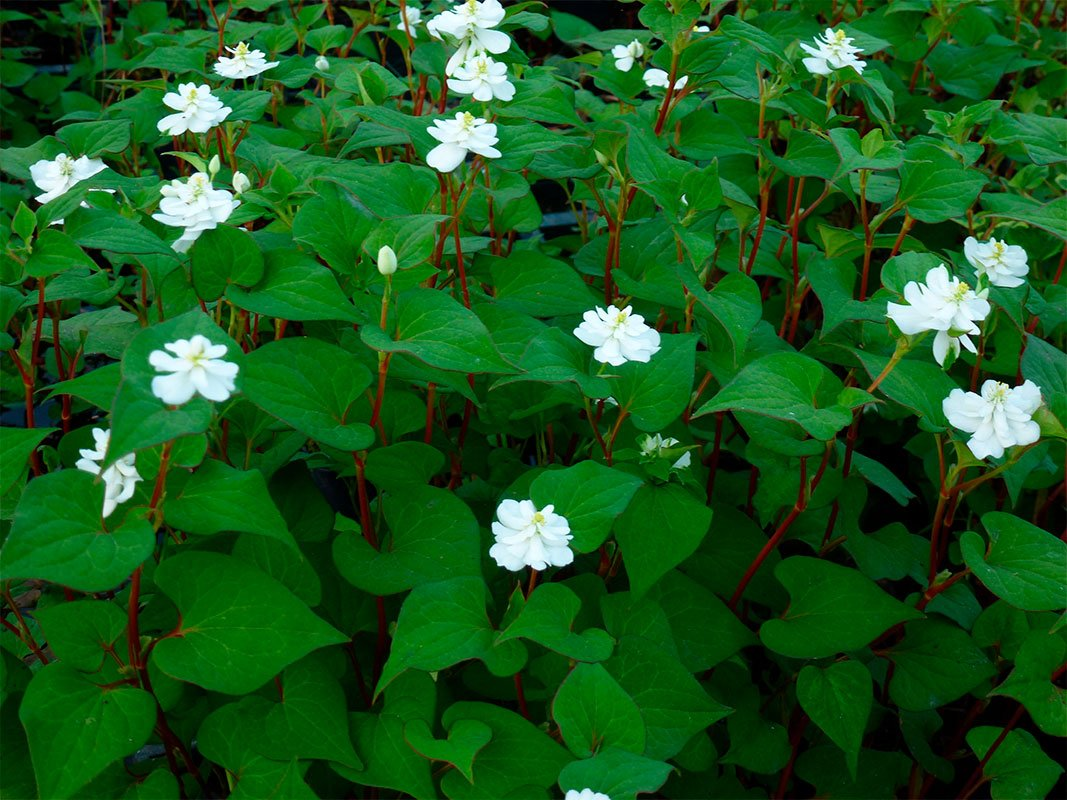 Превью изображения