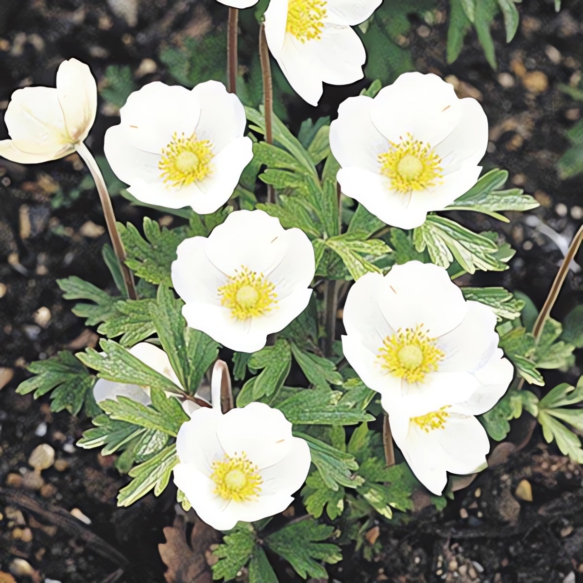 Превью изображения