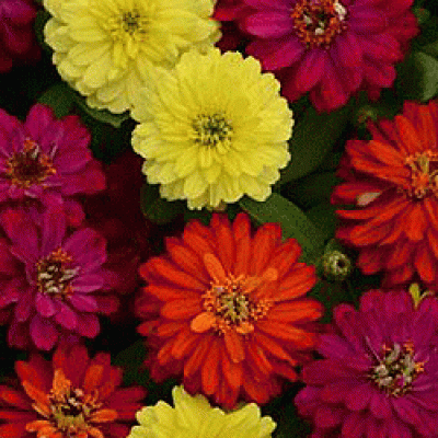 Превью изображения