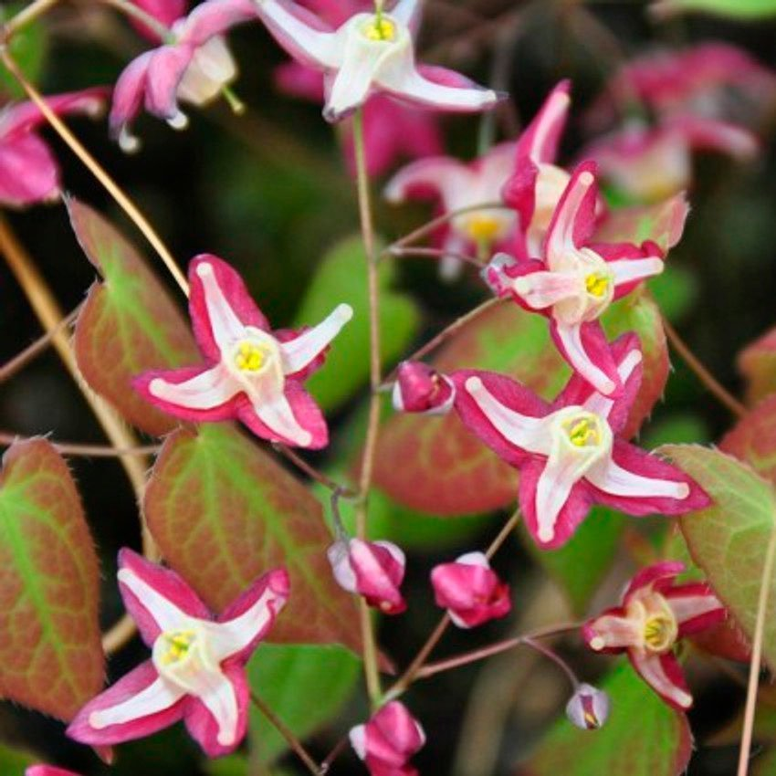 Превью изображения