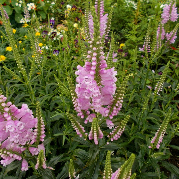 Превью изображения