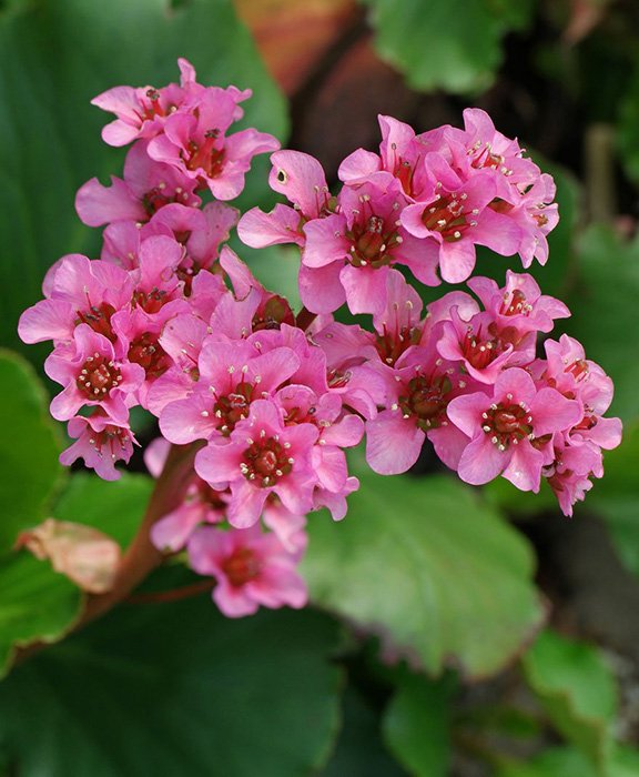 Превью изображения