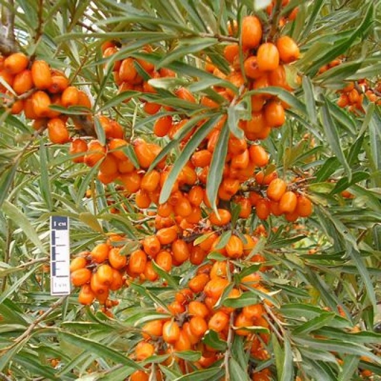 Превью изображения