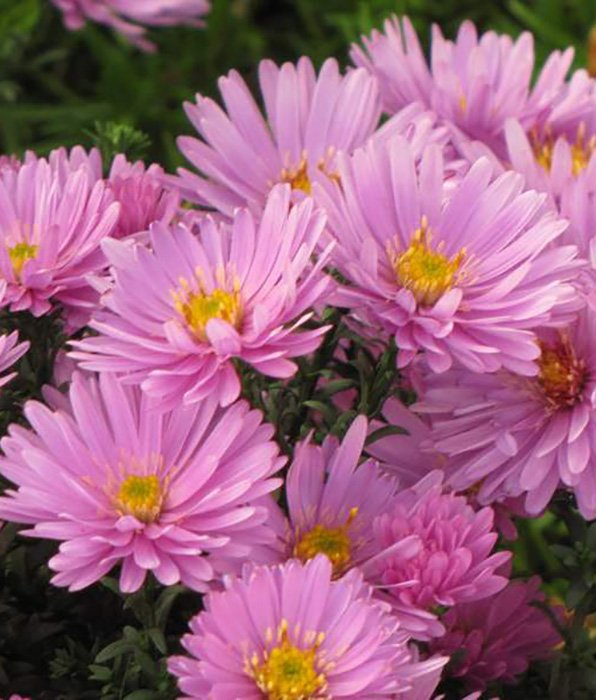 Превью изображения