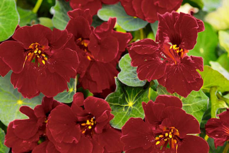 Превью изображения