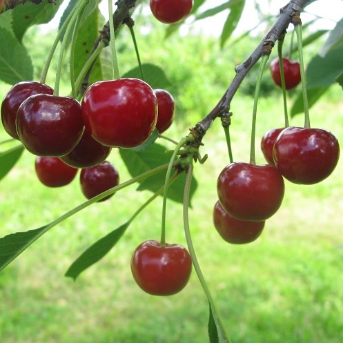 Превью изображения