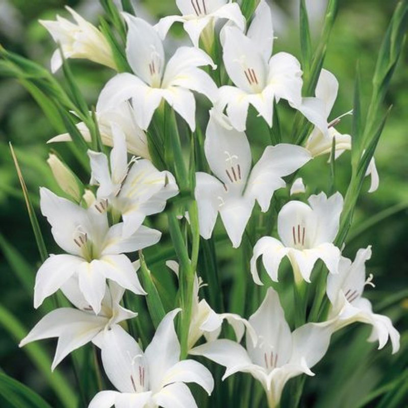 Превью изображения