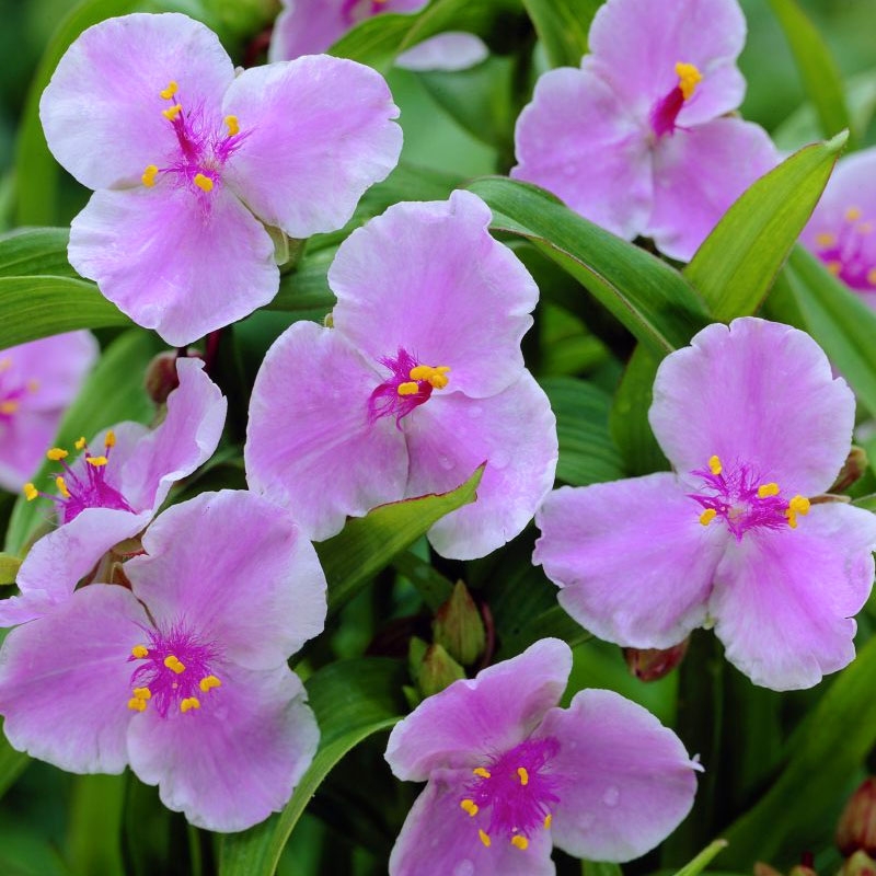 Превью изображения