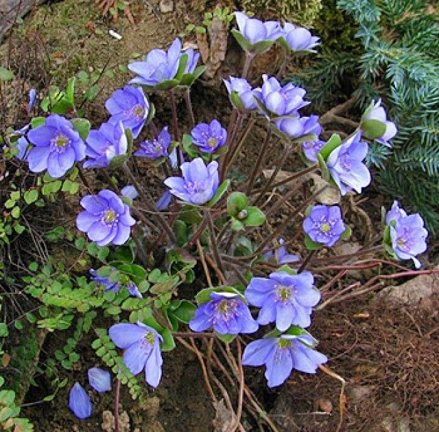 Превью изображения