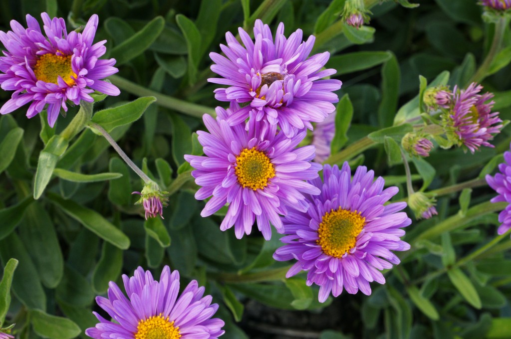 Превью изображения