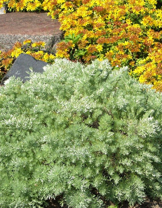 Превью изображения