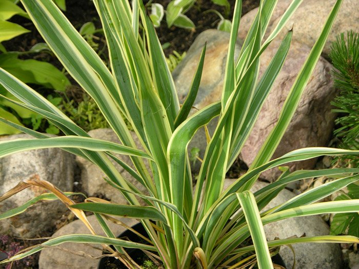 Превью изображения