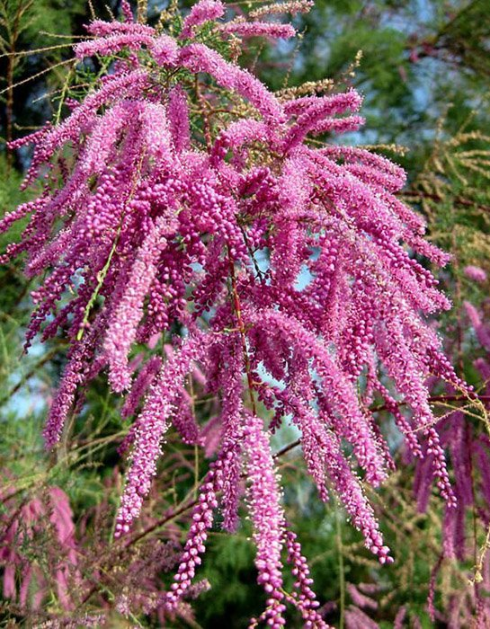 Превью изображения