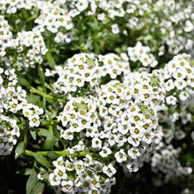 Превью изображения