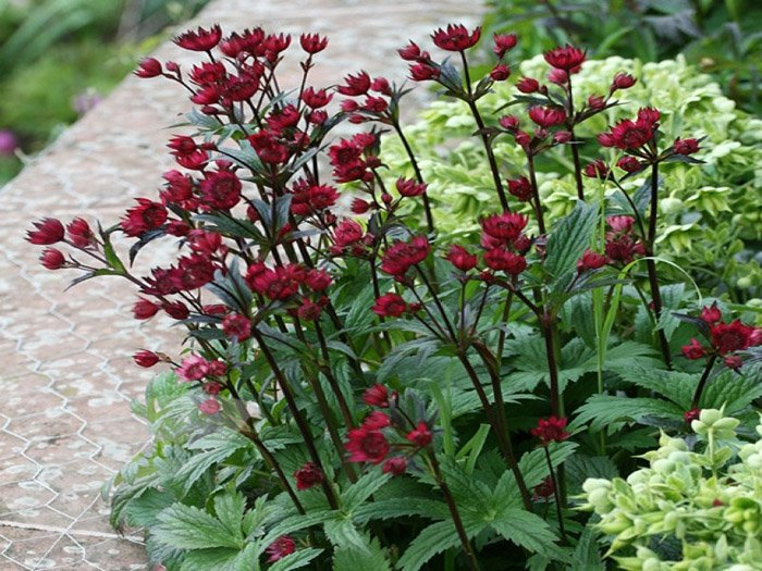 Превью изображения