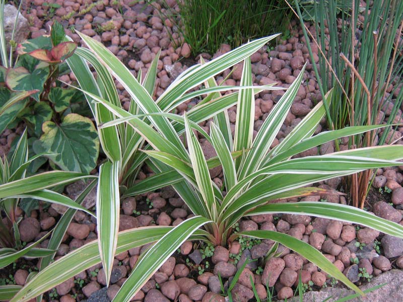 Превью изображения