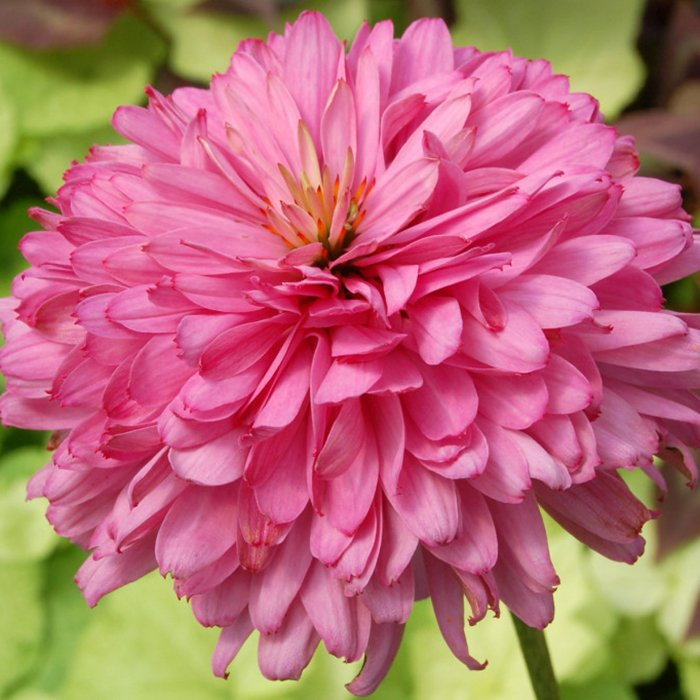 Превью изображения