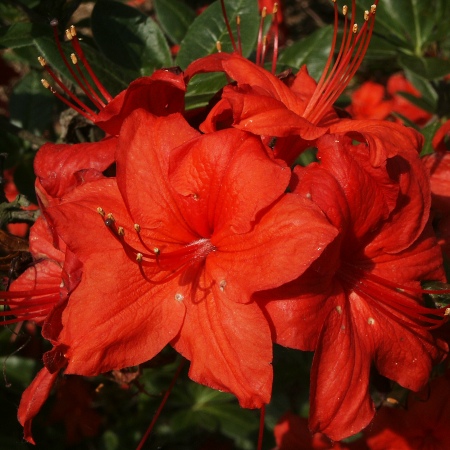 Превью изображения