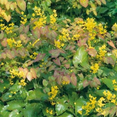 Превью изображения