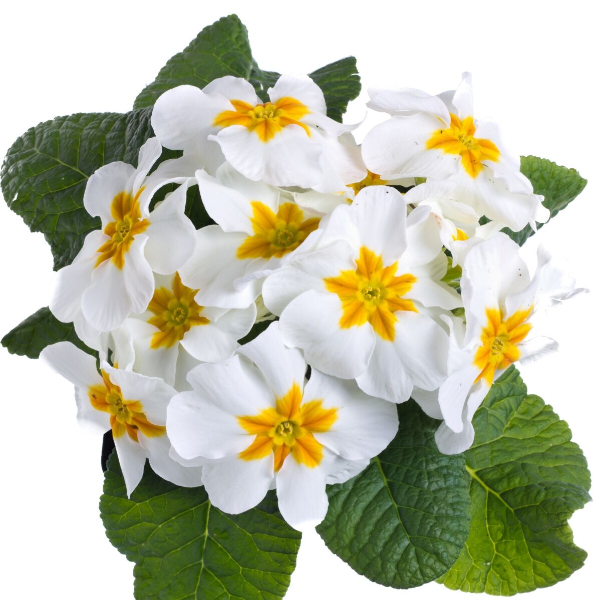 Превью изображения