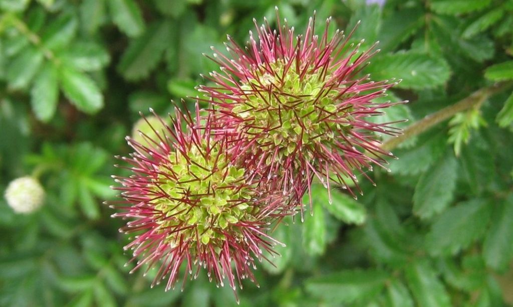 Превью изображения