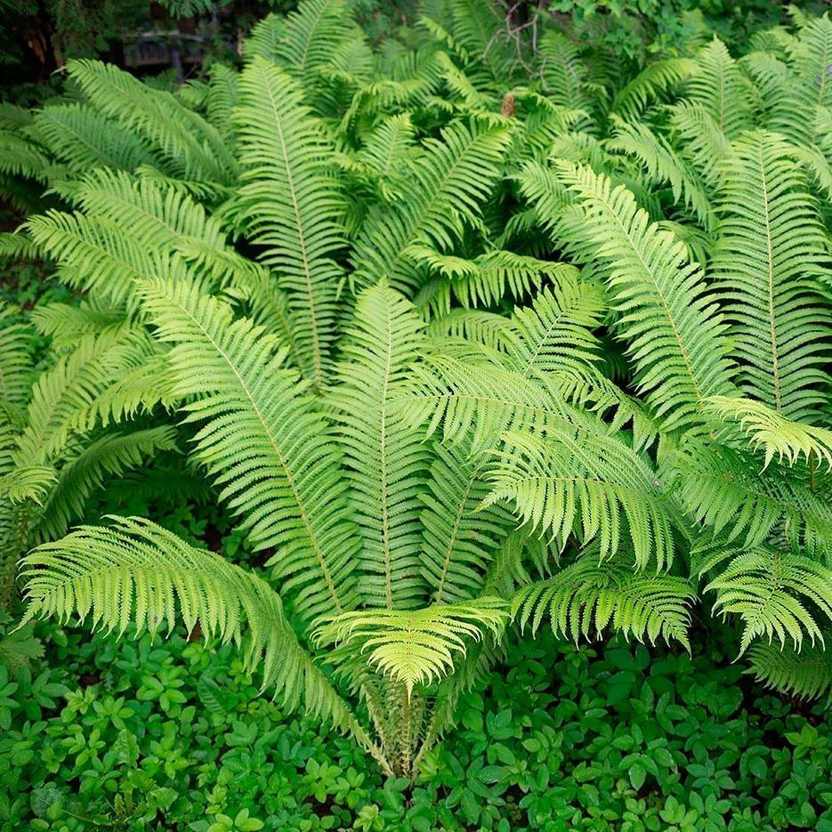 Превью изображения