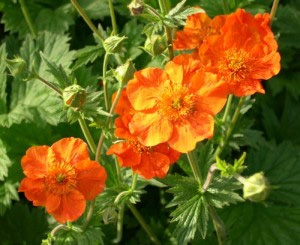 Превью изображения