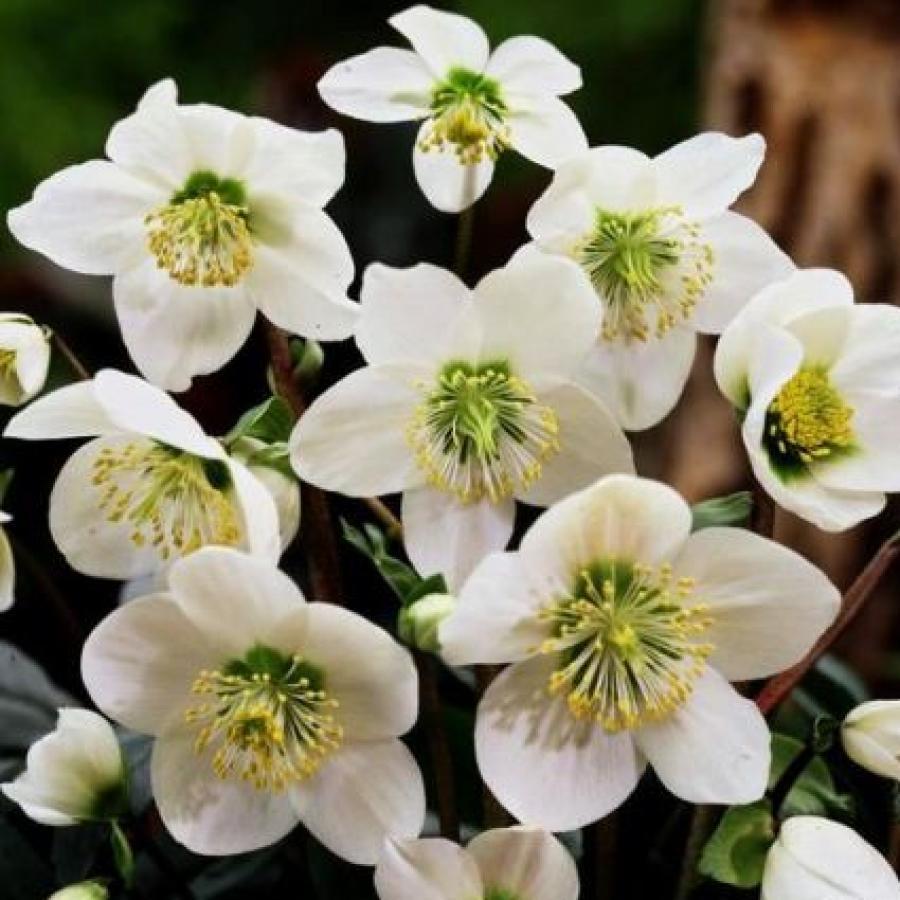 Превью изображения