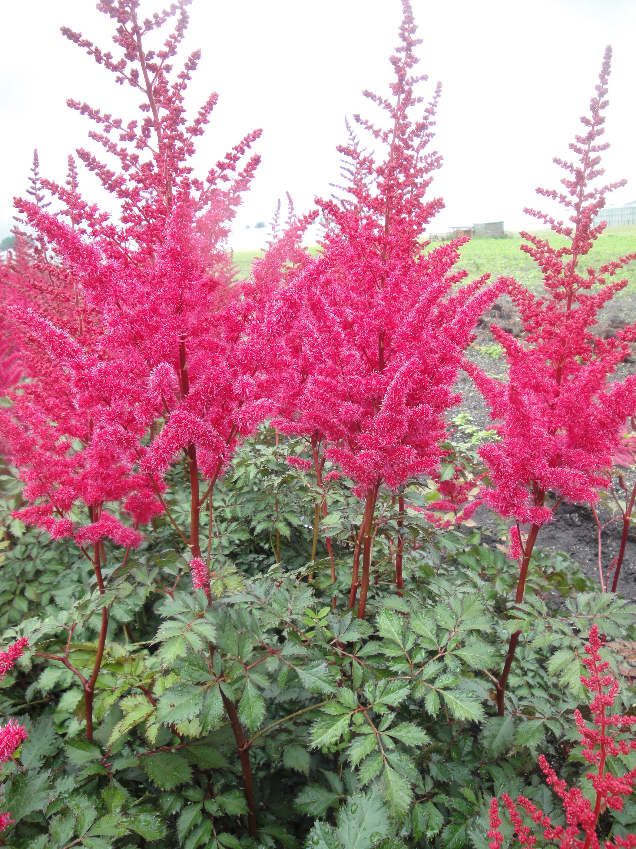 Превью изображения